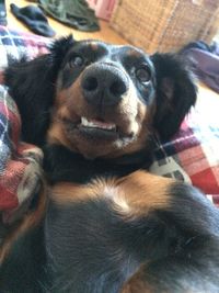 Close-up portrait of a dog