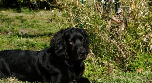 Black dog looking away on field