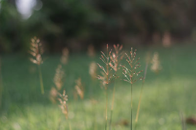 Close-up of flowering plant on land