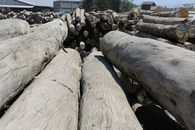 Stack of logs in forest