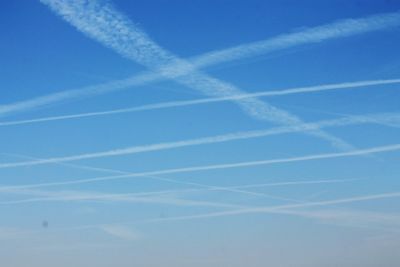 Low angle view of trees against blue sky