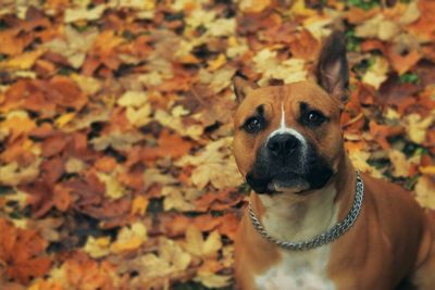 Close-up portrait of dog during autumn