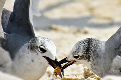 Birds eating food at beach