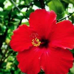 Close-up of red flower