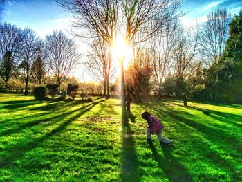 Trees on grassy field