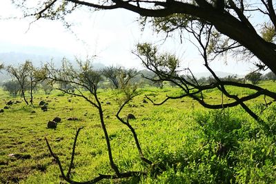 Trees on field