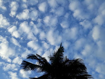 Low angle view of palm tree against sky