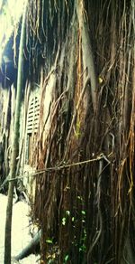 Close-up of lizard on tree trunk