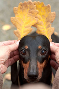 Human hands hold autumn yellow leaves near the ears of a dachshund dog