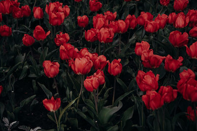 Red tulips blooming on field