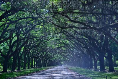 Historic trees , wormsloe, savannah georgia 