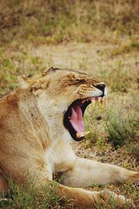 Close-up of horse yawning on field