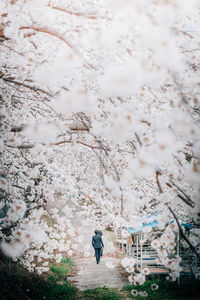 Full length of man walking on flower tree