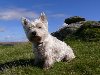 Dog standing on grassy field