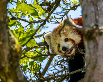 Red panda in the trees