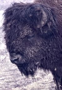 animal