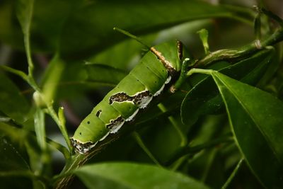 Close-up of insect on leaf