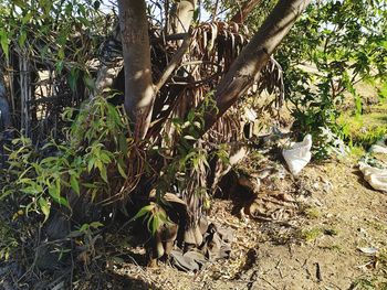 Trees growing in forest