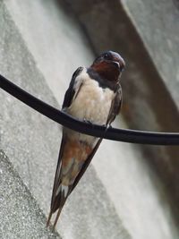 High angle view of bird perching on metal