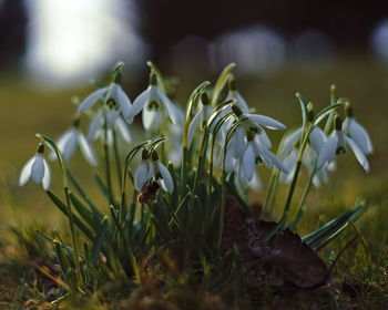 Close-up of white flowering plants on field