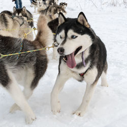 Two dogs on snow covered land