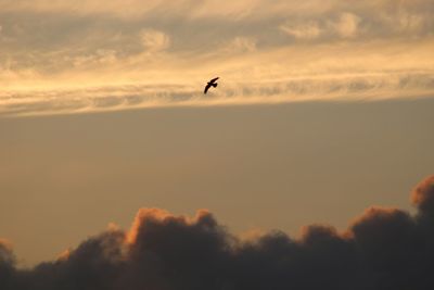 Low angle view of bird flying in sky