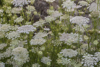 Close-up of white flowering plants on field