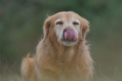 Close-up portrait of a dog