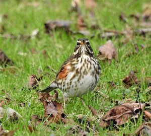 Close-up of bird perching on a field