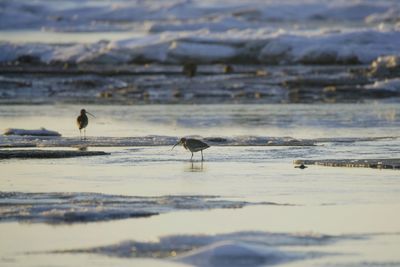 Bird on beach