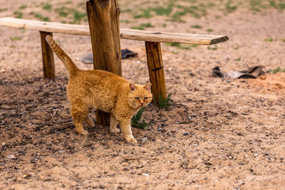 Lion standing in a land