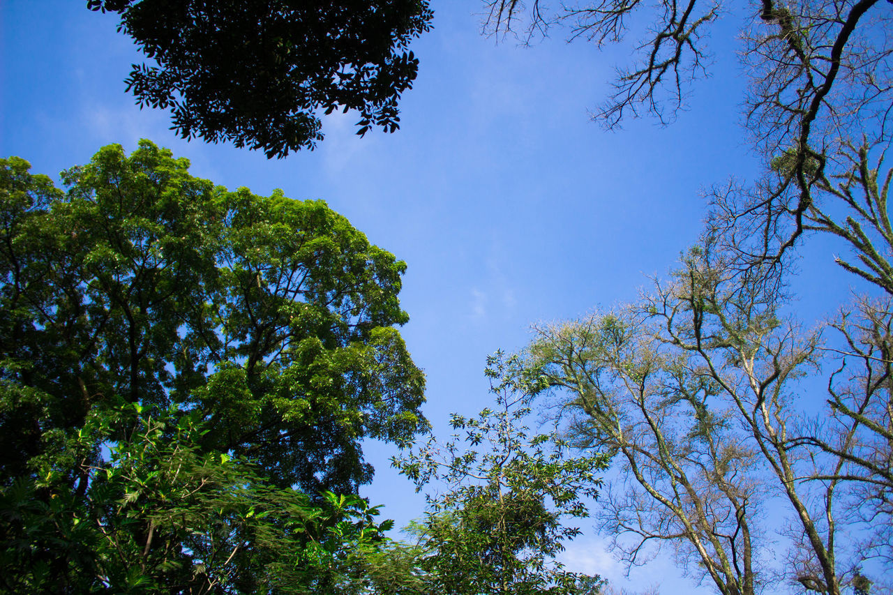 LOW ANGLE VIEW OF TREES AGAINST CLEAR SKY