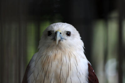 Close-up portrait of eagle