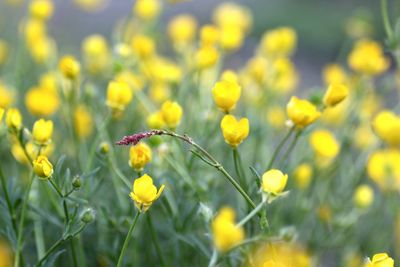 Close-up of yellow flowers