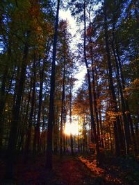 Low angle view of trees in forest against sky