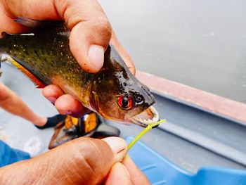 Close-up of hand holding fish