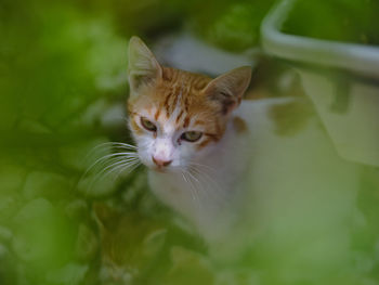 Portrait of a cat