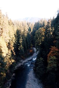 Scenic view of forest against sky