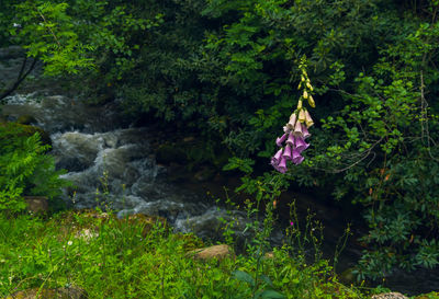 Scenic view of waterfall in forest