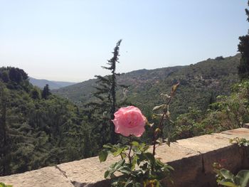 Pink rose on mountain against sky