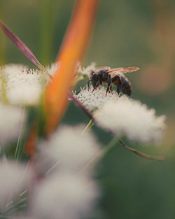 Close-up of insect on flower