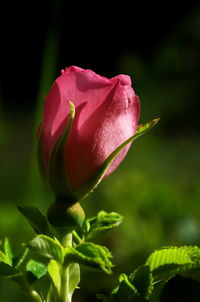 Close-up of pink rose