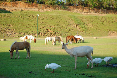 Horses grazing in a field