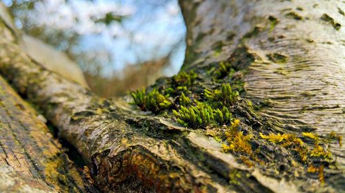 Low angle view of moss growing on tree trunk