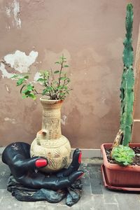 Potted plant against wall