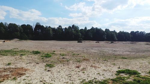 Scenic view of trees on field against sky