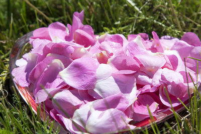 Close-up of pink flowers