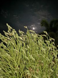 Plants growing on field against sky