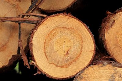 Close-up of logs in forest