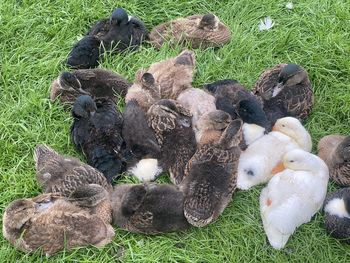 High angle view of birds on field